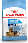 Royal Canin Starter Mother & Babydog Maxi 15kg Ξηρά Τροφή για Κουτάβια Μεγαλόσωμων Φυλών με Πουλερικά και Ρύζι
