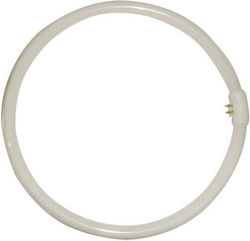 Eurolamp Λάμπα Φθορίου για Ντουί G10Q με Σχήμα T9 40W Eurolamp Λάμπα Φθορίου για Ντουί G10Q με Σχήμα T9 40W