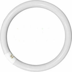 Adeleq Leuchtstofflampe für Fassung G10Q mit Form T8 22W