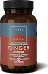 TerraNova Ginger 350mg 50 κάψουλες