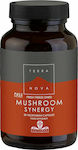 TerraNova Mushroom Synergy 50 Mützen