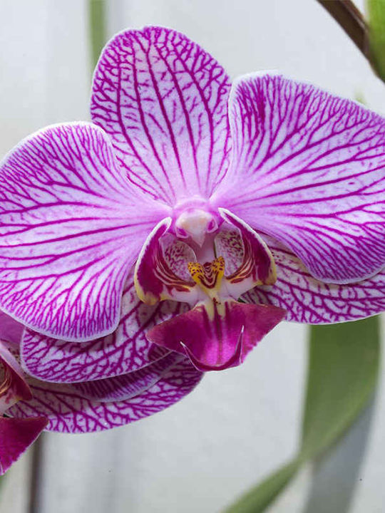 Weiße Orchidee Phalaenopsis