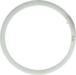 Geyer Fluorescent Lamp for Socket G10Q with Shape T9 40W