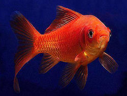 ΖΩΝΤΑΝΑ ΨΑΡΙΑ ΕΝΥΔΡΕΙΟΥ & ΛΙΜΝΗΣ LF Goldfish Carassius Auratus, Shubunkin Sarassa Red ML 6-7cm