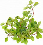 DENNERLE Ludwigia repens Terracotta ring