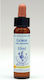 Healing Herbs Gorse Esență Florală în Picături 10ml