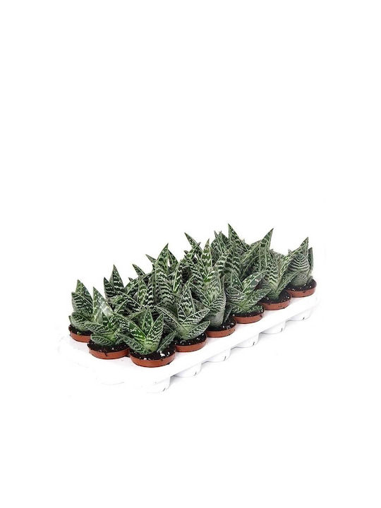Aloe variegata 8,5 cm
