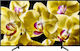 Sony Televizor inteligent 43" 4K UHD LED KD-43XG8096 HDR (2019)