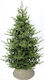 Christmas Tree New Mountain 270cm in Pot