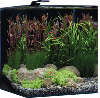 Dennerle Nanocube Basic 60 Aquarium mit einer Kapazität von 60Es mit Beleuchtung, Filter und 43x38x38cm.