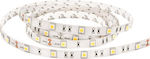 Eurolamp LED Streifen Versorgung 12V mit Warmes Weiß Licht Länge 5m und 30 LED pro Meter SMD5050