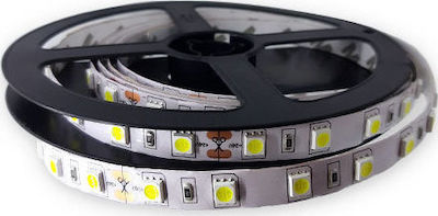 Eurolamp Ταινία LED Τροφοδοσίας 24V με Ψυχρό Λευκό Φως Μήκους 5m και 60 LED ανά Μέτρο Τύπου SMD5050