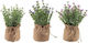 Bizzotto Artificial Plant in Small Pot 18cm 1pcs