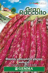 Gemma Σπόροι Φασολιού Μπουρλότο Κόκκινα 65gr/65τμχ