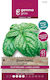 Gemma Seeds Basil 5gr/3000pcs