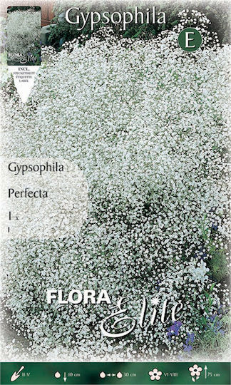 Gemma Gypsophila Seeds Gypsophila White