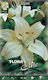 Gemma Lilium Bulbs Lilium 2pcs 10245