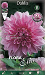 Gemma Dahlia Lavender Perfection Seeds Dahliaς