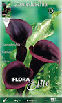 Gemma Calla Seeds Calla 15970