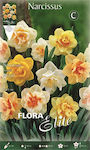 Gemma Narcissus Bulbs 5pcs