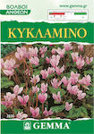 Gemma Zwiebel Cyclamen Pink