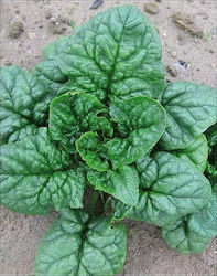 Agrogen Seeds Spinach 100000pcs