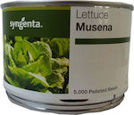 Syngenta Seeds Lettuce 5000pcs