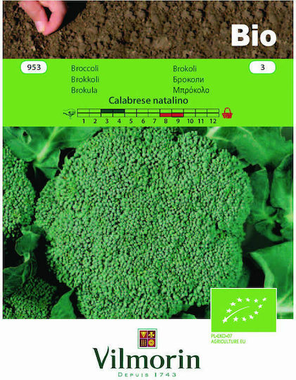 Vilmorin Seeds Broccoli Organic Cultivation