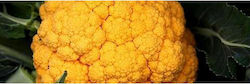 Syngenta Flame Star Seeds Cauliflower 2500pcs