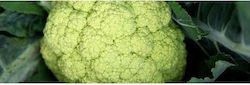 Syngenta Green Storm Seeds Cauliflower 2500pcs