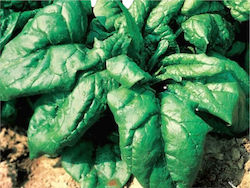 Spinach Samos F1 | sack. 1kg