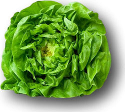 Butterhead lettuce type Ofelia | can 5000 pills