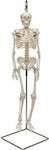 3b Scientific Medical Training Human Skeleton Manikin Σκελετού