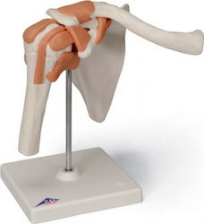 3b Scientific Medical Training Appendages & Joints Manikin Λειτουργικής Άρθρωσης Ώμου