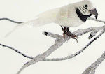 Eurolamp Christmas Little bird Figure White 14x...