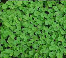 Dichondra Σπόροι Γκαζόν Τριφυλλιού 1kg