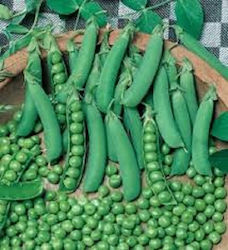 Pea seed Progreess No9 Extra 2kg. Medium early. Ideal for autumn - winter and early spring cultivation. Plant height 46-60 cm.