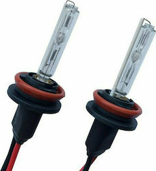 Carman Lamps H11 Xenon Cold White 2pcs