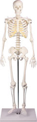 Erler Zimmer Tom Modell des menschlichen Skeletts