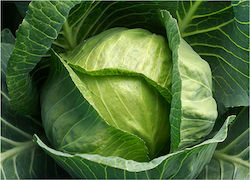 Seed Cabbage Local Magnesia 50 gr- Fluffy Cabbage 85-90 days old