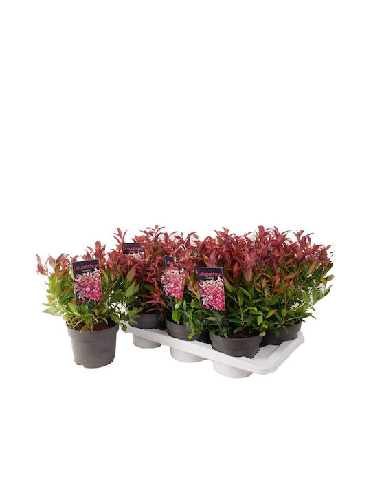 Leucothoe 'zeblid'® 17cm