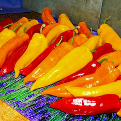 Seed Pepper MIX Yellow- Red horn 1gr - Variety with medium flesh and glossy skin,. Fruit elongated, with great resistance to soil diseases