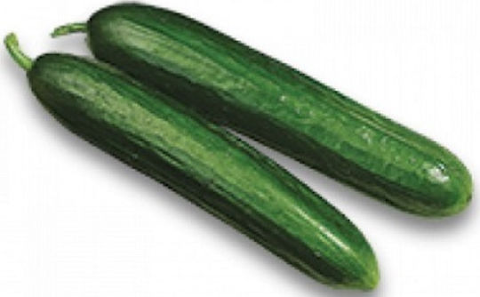 Hazera Seeds Cucumber Timor Hazera Seeds Cucumber Timor