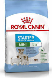 Royal Canin Starter Mother & Babydog Mini 1kg Trockenfutter für Welpen kleiner Rassen mit Mais, Geflügel und Reis