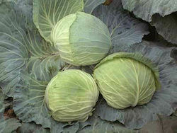 Syngenta Klabishi F1 Seeds Cabbage Organic Cultivation 2500pcs