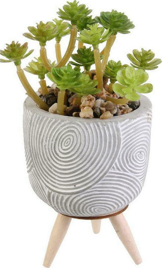 Παχύφυτο σε Γλαστράκι 8cm The Home Deco Factory