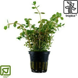 Tropica Rotala Rotundifolia Potted