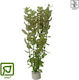 Tropica Bacopa Caroliniana Bunched