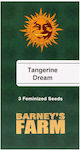 Barneys - Tangerine Dream - 3 seeds