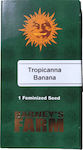 Barneys - Tropicanna Banana - 1 seed